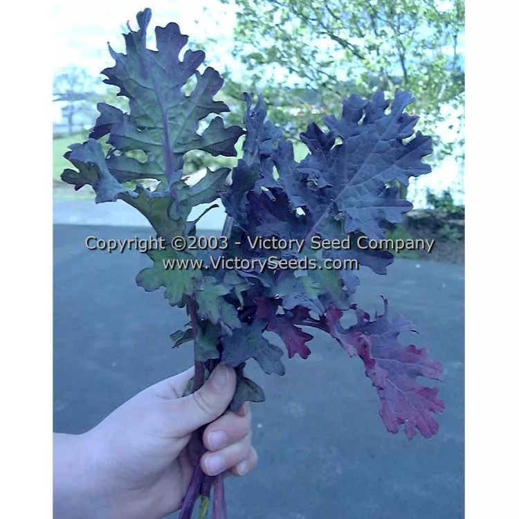 Red Russian Kale
