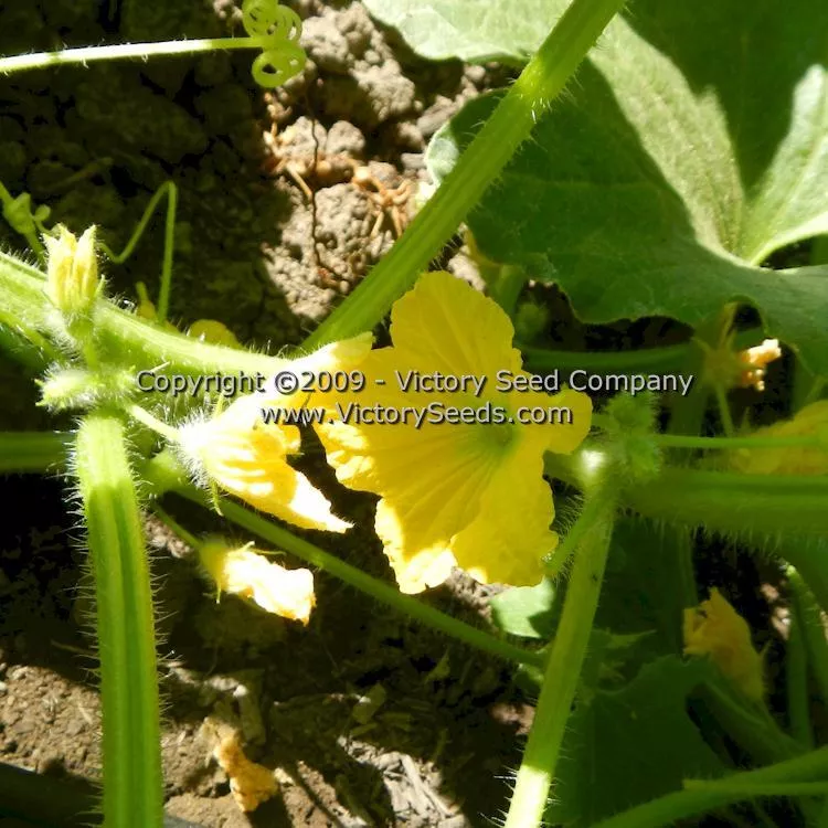 Altaiskaya Melon