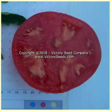 Bradley Tomato