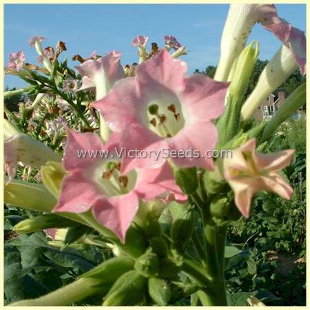 Silk Leaf Tobacco