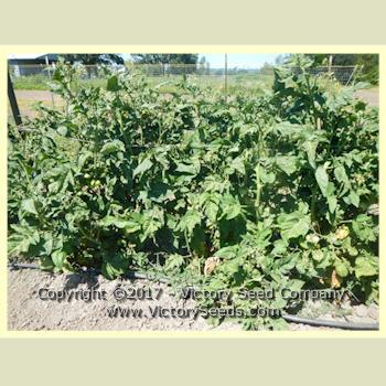 Willa's Cariboo Rose Tomato