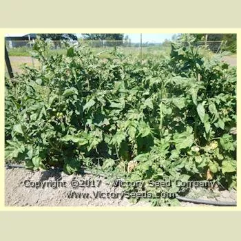 Willa's Cariboo Rose Tomato