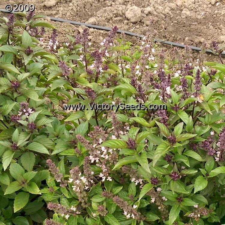 Basil, Licorice or Thai