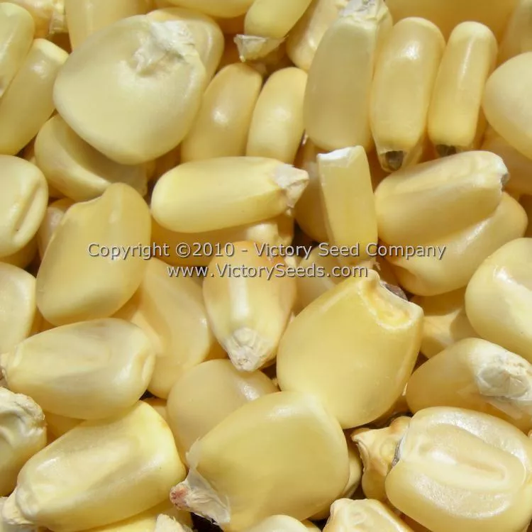 Trucker's Favorite White Dent Corn