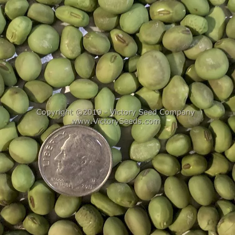 An tu bai chang lu dou Soybean