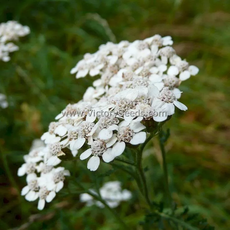 Yarrow, White