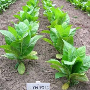 TN90 LC Burley Tobacco
