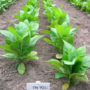 TN90 LC Burley Tobacco