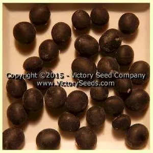Rouest 13A12 Soybean