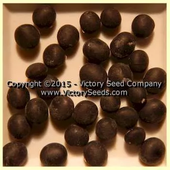 Rouest 13A12 Soybean