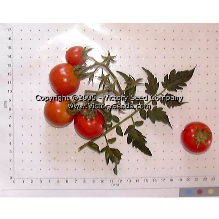 Large German Cherry Tomato
