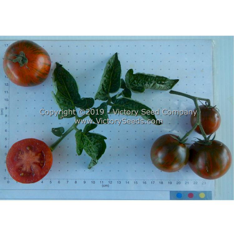 Dwarf Round Robin Tomato