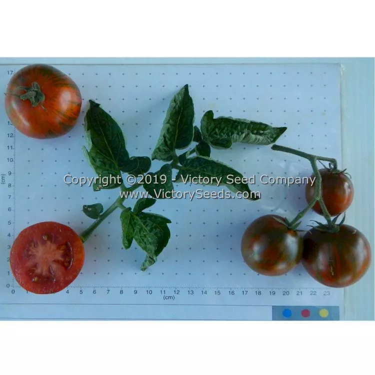 Dwarf Round Robin Tomato