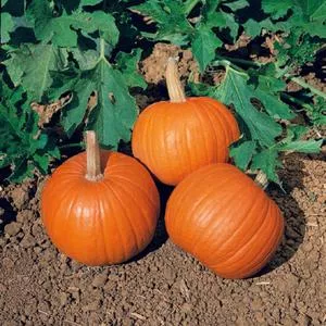 Wee-B-Little Pumpkin