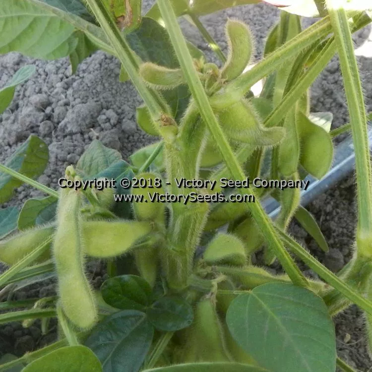 Kenko Soybean