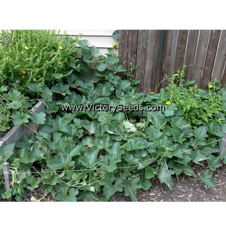 Iroquois Melon