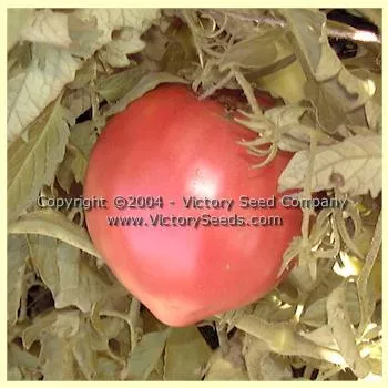 Kosovo Tomato