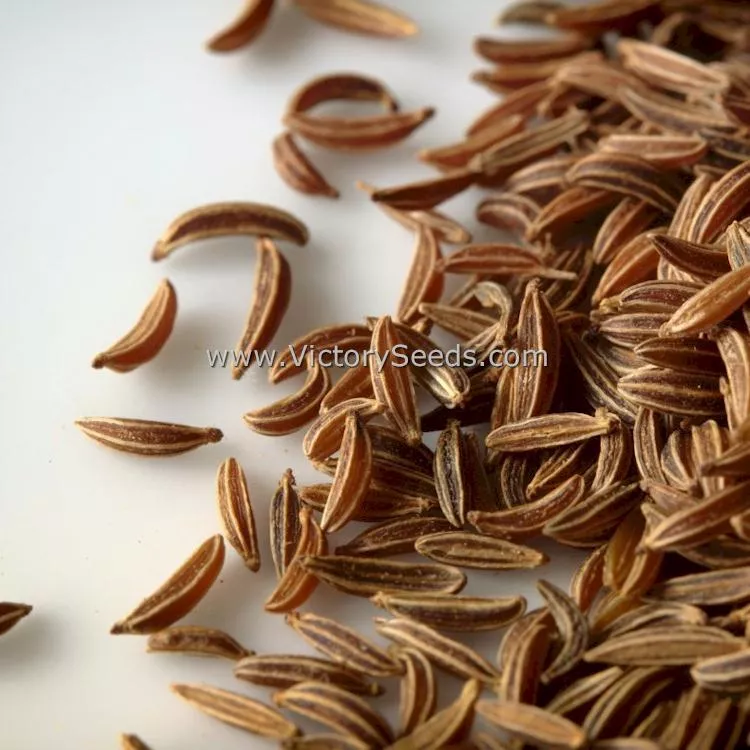 Caraway