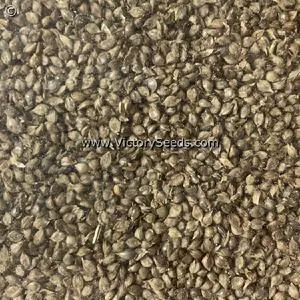 Japanese Millet