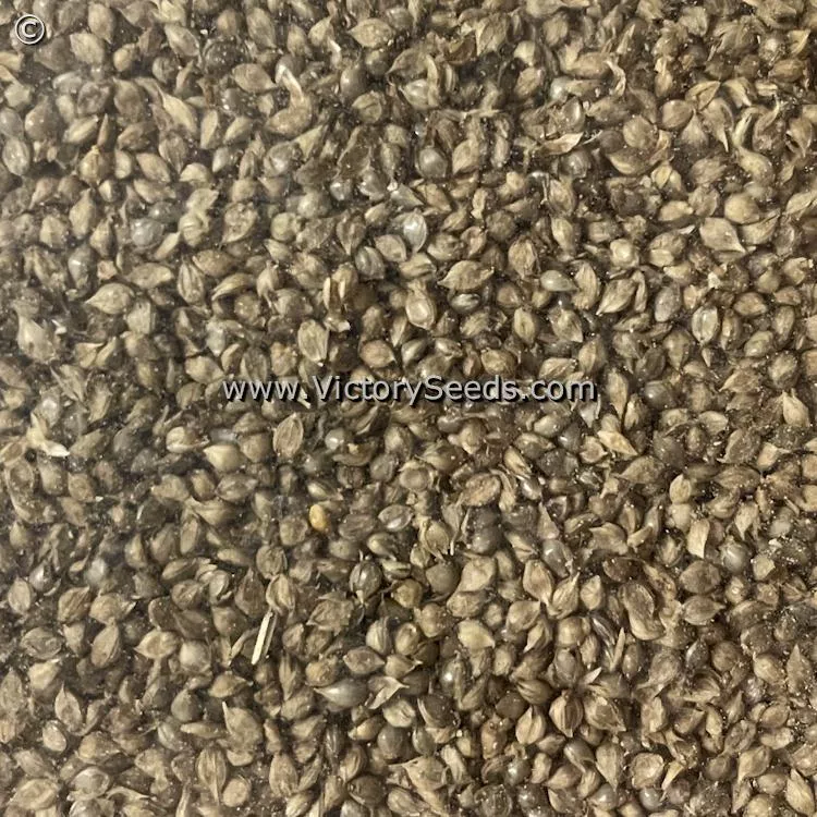 Japanese Millet