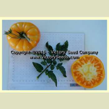 Lucky Swirl Tomato