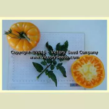 Lucky Swirl Tomato