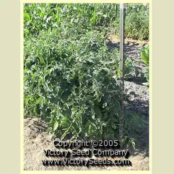Redfield Beauty Tomato