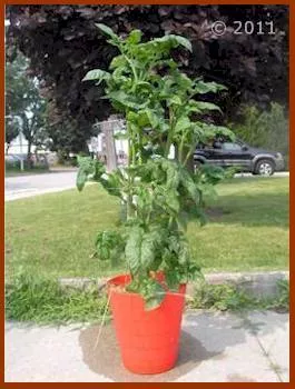 Dwarf Emerald Giant Tomato