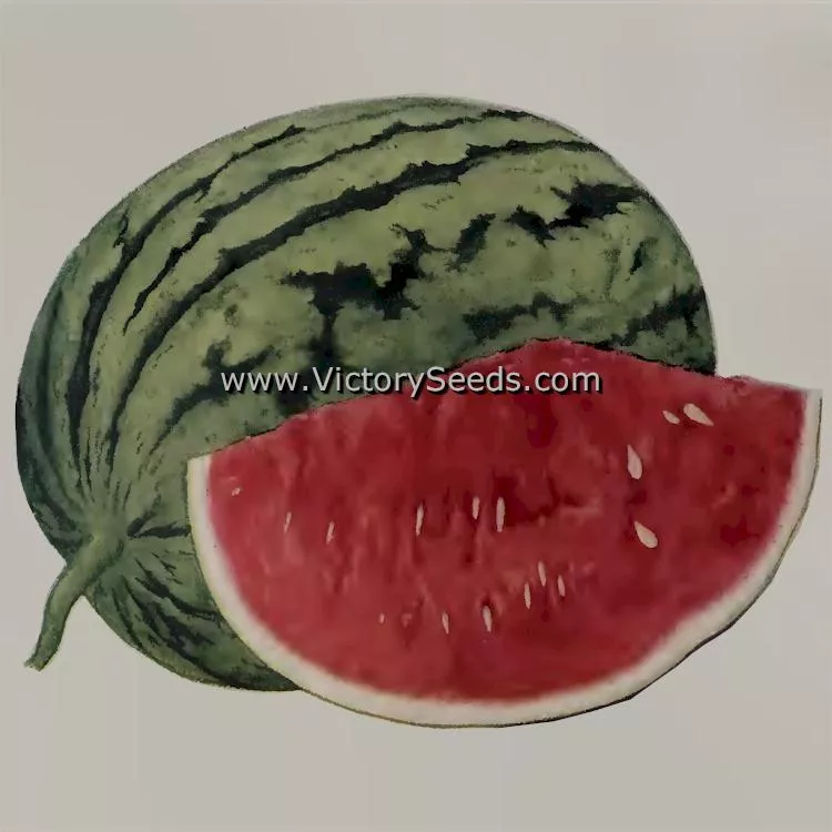 Dixie Queen Watermelon