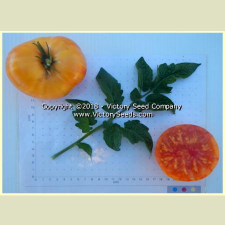 Dwarf Confetti Tomato