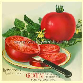 Livingston's Globe Tomato