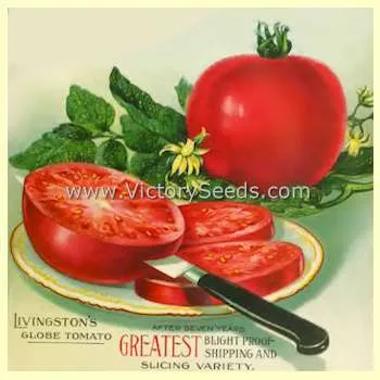 Livingston's Globe Tomato