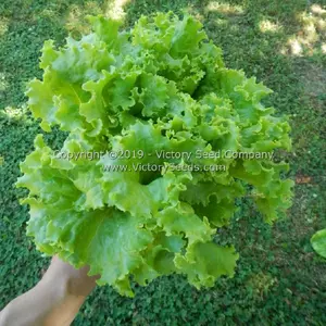 Waldmann's Green Leaf Lettuce