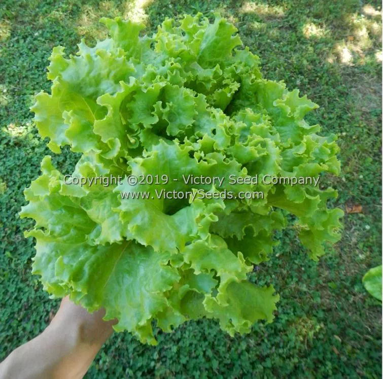Waldmann's Green Leaf Lettuce