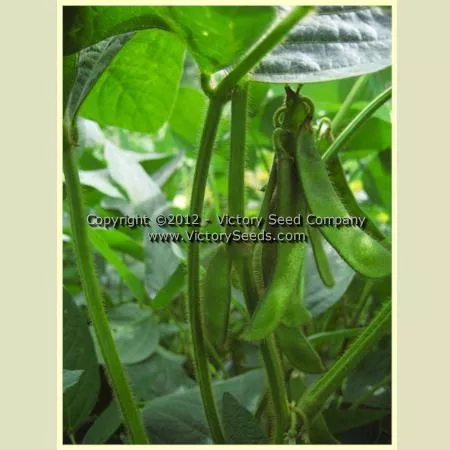Hei Pi Qing Rang Soybean