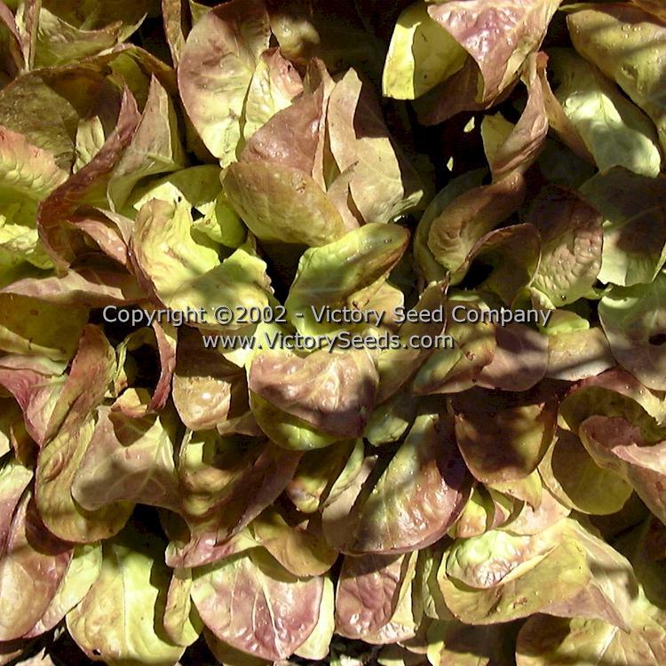 Merveille de Quatre Saisons Bibb Lettuce (Marvel of Four Seasons)