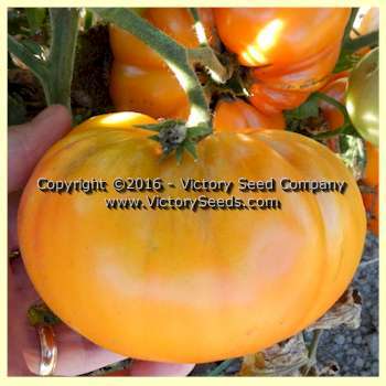Lucky Swirl Tomato