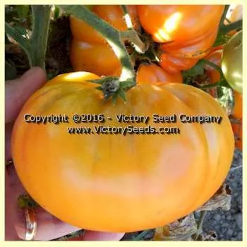 Lucky Swirl Tomato