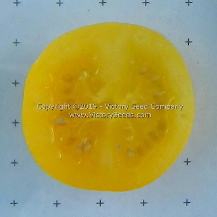 Dwarf Desert Star Tomato