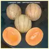 Livingston's Tip Top Melon
