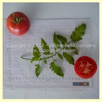 Cooper's Special Tomato
