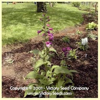 Foxglove