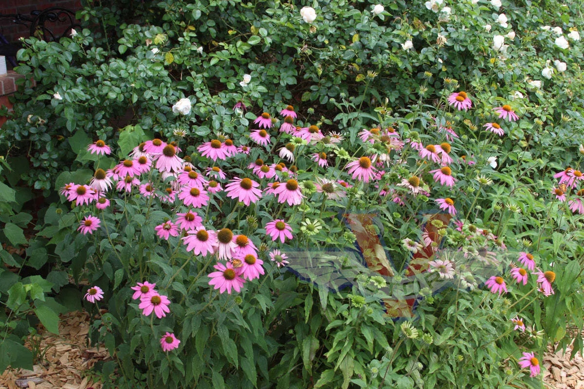 Echinacea - Purple Coneflower