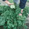 White Russian Kale