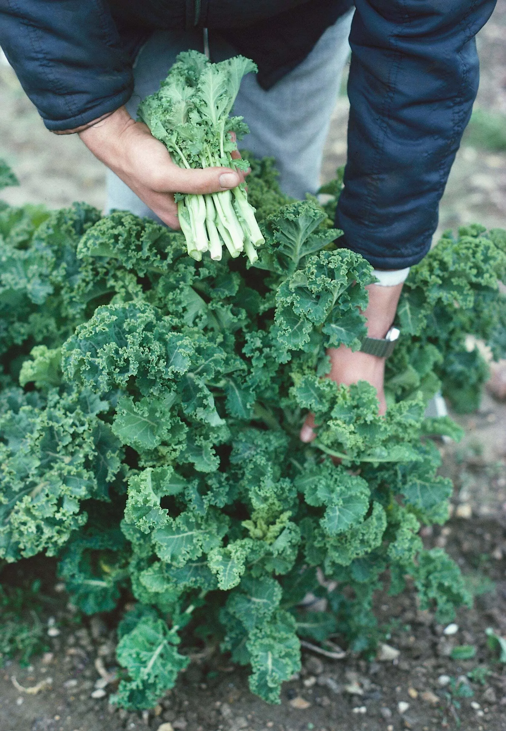 White Russian Kale