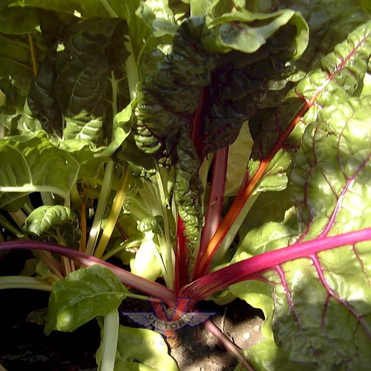 Rainbow Swiss Chard