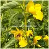 Partridge Pea