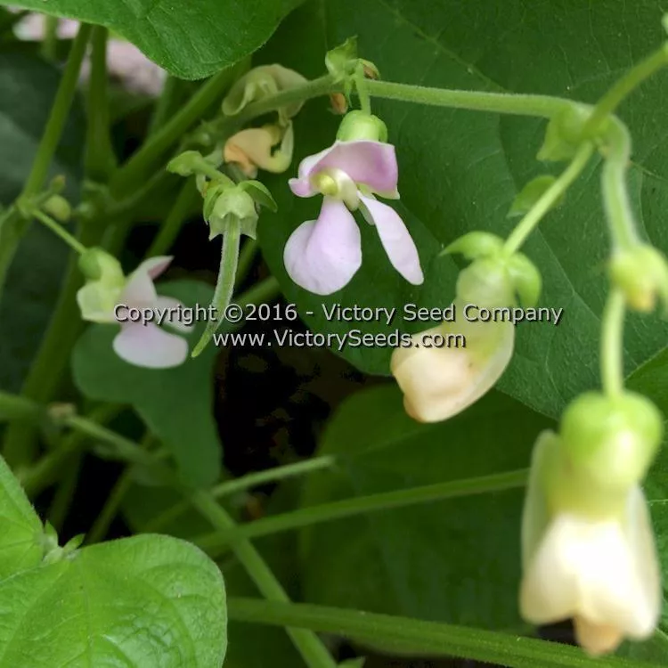 Topcrop (Top Crop) Bush Green Garden Bean