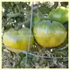 Summertime Green Tomato