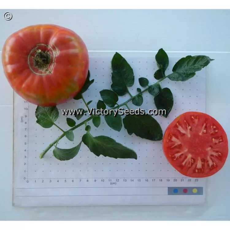 Caspian Pink Tomato